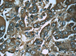 PGM1 Antibody in Immunohistochemistry (Paraffin) (IHC (P))