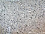 SULT4A1 Antibody in Immunohistochemistry (Paraffin) (IHC (P))