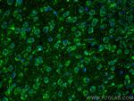 MAOB Antibody in Immunohistochemistry (PFA fixed) (IHC (PFA))