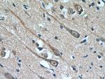 MAOB Antibody in Immunohistochemistry (Paraffin) (IHC (P))