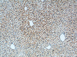 Prealbumin/transthyretin Antibody in Immunohistochemistry (Paraffin) (IHC (P))