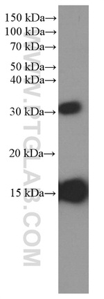 Prealbumin/transthyretin Antibody in Western Blot (WB)