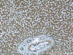 Clusterin Antibody in Immunohistochemistry (Paraffin) (IHC (P))