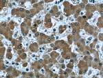 Clusterin Antibody in Immunohistochemistry (Paraffin) (IHC (P))