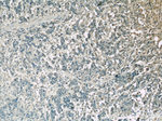 Clusterin Antibody in Immunohistochemistry (Paraffin) (IHC (P))