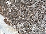 COXIV Antibody in Immunohistochemistry (Paraffin) (IHC (P))