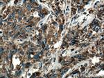 COXIV Antibody in Immunohistochemistry (Paraffin) (IHC (P))