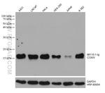 COXIV Antibody in Western Blot (WB)