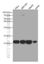 COXIV Antibody in Western Blot (WB)