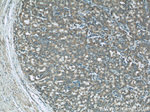 COXIV Antibody in Immunohistochemistry (Paraffin) (IHC (P))