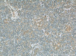 COXIV Antibody in Immunohistochemistry (Paraffin) (IHC (P))