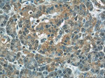 COXIV Antibody in Immunohistochemistry (Paraffin) (IHC (P))