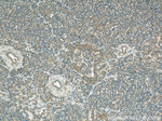 COXIV Antibody in Immunohistochemistry (Paraffin) (IHC (P))