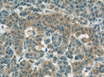 COXIV Antibody in Immunohistochemistry (Paraffin) (IHC (P))