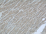 COXIV Antibody in Immunohistochemistry (Paraffin) (IHC (P))