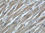 COXIV Antibody in Immunohistochemistry (Paraffin) (IHC (P))