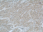 COXIV Antibody in Immunohistochemistry (Paraffin) (IHC (P))