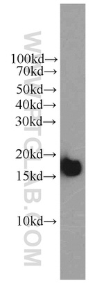 COXIV Antibody in Western Blot (WB)