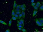 AFM Antibody in Immunocytochemistry (ICC/IF)