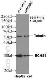 ECHS1 Antibody in Western Blot (WB)