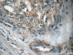 ECHS1 Antibody in Immunohistochemistry (Paraffin) (IHC (P))