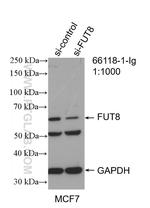 FUT8 Antibody in Western Blot (WB)