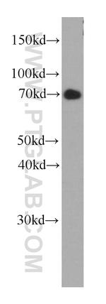 FUT8 Antibody in Western Blot (WB)