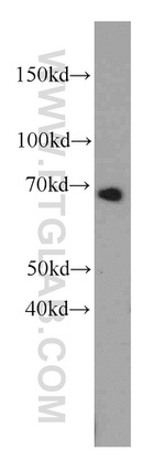 FUT8 Antibody in Western Blot (WB)