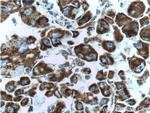 PDH E1 alpha Antibody in Immunohistochemistry (Paraffin) (IHC (P))