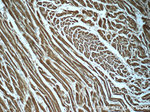 PDH E1 alpha Antibody in Immunohistochemistry (Paraffin) (IHC (P))