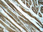 PDH E1 alpha Antibody in Immunohistochemistry (Paraffin) (IHC (P))