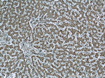 PDH E1 alpha Antibody in Immunohistochemistry (Paraffin) (IHC (P))