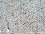 Aldolase C Antibody in Immunohistochemistry (Paraffin) (IHC (P))