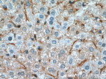 Aldolase C Antibody in Immunohistochemistry (Paraffin) (IHC (P))