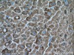 Aldolase C Antibody in Immunohistochemistry (Paraffin) (IHC (P))