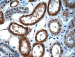 Alpha galactosidase A Antibody in Immunohistochemistry (Paraffin) (IHC (P))