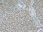 Alpha galactosidase A Antibody in Immunohistochemistry (Paraffin) (IHC (P))