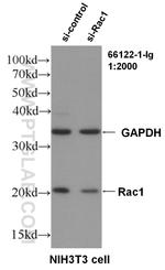 Rac1 Antibody in Western Blot (WB)