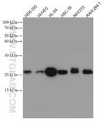 Rac1 Antibody in Western Blot (WB)