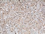 Kininogen 1 Antibody in Immunohistochemistry (Paraffin) (IHC (P))