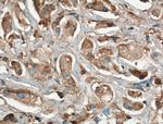 Kininogen 1 Antibody in Immunohistochemistry (Paraffin) (IHC (P))