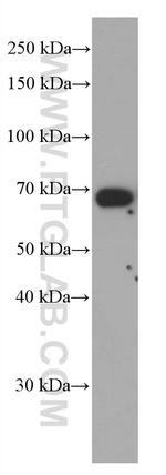 Kininogen 1 Antibody in Western Blot (WB)