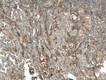 Kininogen 1 Antibody in Immunohistochemistry (Paraffin) (IHC (P))