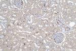 APOL1 Antibody in Immunohistochemistry (Paraffin) (IHC (P))