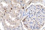 APOL1 Antibody in Immunohistochemistry (Paraffin) (IHC (P))