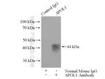 APOL1 Antibody in Immunoprecipitation (IP)