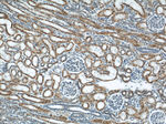 APOL1 Antibody in Immunohistochemistry (Paraffin) (IHC (P))