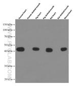 ACTC1 Antibody in Western Blot (WB)