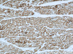 ACTC1 Antibody in Immunohistochemistry (Paraffin) (IHC (P))