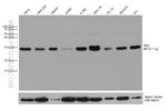 AK2 Antibody in Western Blot (WB)